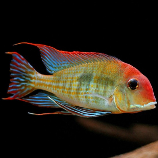 Фото Геофагус Ред Топаджос (Geophagus sp. Tapajos Red Head) - 3-4см Смотреть