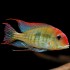 Геофагус Ред Топаджос (Geophagus sp. Tapajos Red Head) - 3-4см