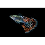 Гуппи дамбо (Poecilia reticulata) - 3см