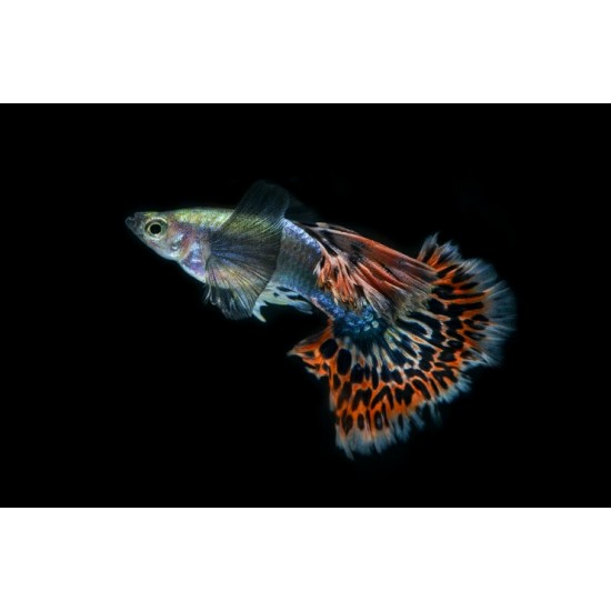 Фото Гуппи дамбо (Poecilia reticulata) - 3см Смотреть