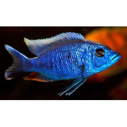 Хаплохромис васильковый (Sciaenochromis fryeri) - 3см