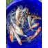 Карп кои микс (Cyprinus carpio koi) - 27-30см