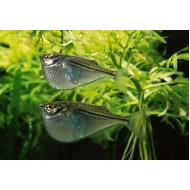 Клинобрюшка (Gasteropelecus sternicla) - 2-3см