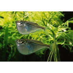 Клинобрюшка (Gasteropelecus sternicla) - 2-3см