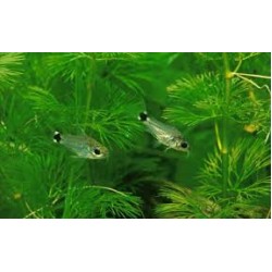 Коридорас Хастатус (Corydoras Hastatus) - 1-1,5см