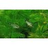 Коридорас Хастатус (Corydoras Hastatus) - 1-1,5см