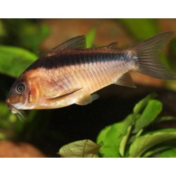 Коридорас Рабаути (Corydoras rabauti) - 2см