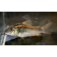 Коридорас шульца (Corydoras schultzei) - 2см