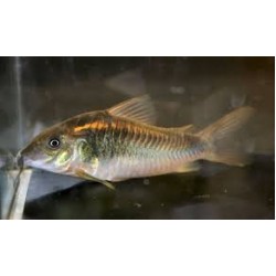 Коридорас шульца (Corydoras schultzei) - 2см