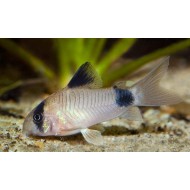 Коридорас панда (Corydoras panda) - 3-3.5см
