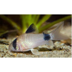 Коридорас панда (Corydoras panda) - 3-3.5см