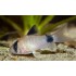 Коридорас панда (Corydoras panda) - 3-3.5см