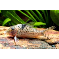 Коридорас септентрионалис (Сorydoras septentrionalis) - 2-3см