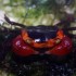 Краб красное яблоко (Red Apple Crab) 