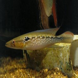Креницихла Саксатилис (Crenicichla saxatilis) - 5-6см