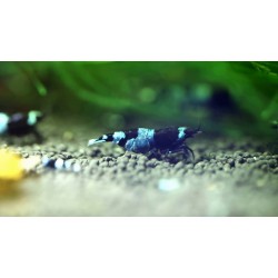 Креветка Тайвань би панда (Taiwan Bee Panda) 1см 