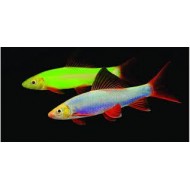 Лабео глофиш 4 цвета (Labeo frenatus) - 3см