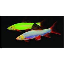 Лабео глофиш 4 цвета (Labeo frenatus) - 3см