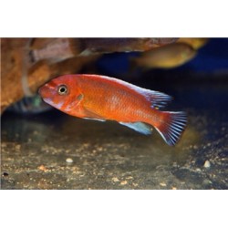 Лабеотрофеус тревавас чилумба (Labeotropheus trewavasae chilumba) - 5см