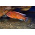 Лабеотрофеус тревавас чилумба (Labeotropheus trewavasae chilumba) - 5см