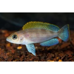 Лампрологус каудопунктатус (Lamprologus caudopunctatus) - 2-3см