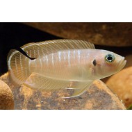 Лампрологус ракушковый (Neolamprologus brevis) - 4см
