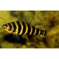 Лепоринус афинис (Leporinus affinis) - 10-13см