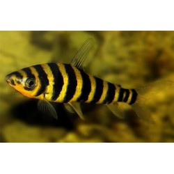 Лепоринус афинис (Leporinus affinis) - 10-13см