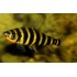 Лепоринус афинис (Leporinus affinis) - 10-13см