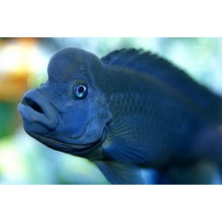 Львиноголовая Цихлида (Steatocranus casuaris) - 4-5см