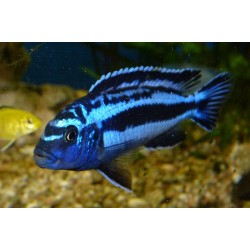 Майнгано (Melanochromis cyaneorhabdos) - 3-4см