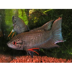 Макропод черный (Macropodus spechti) - 4-5см