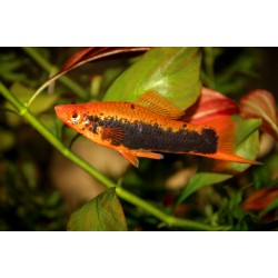 Меченосец кубинский (Xiphophorus helleri) - 3-4см