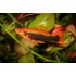 Меченосец кубинский (Xiphophorus helleri) - 3-4см