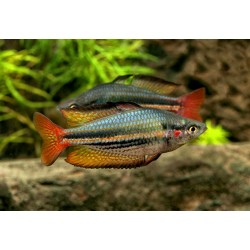 Меланотения аустралис (Melanotaenia australis) - 3см