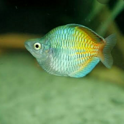 Меланотения бойсмана дисковая (Melanotaenia boesemani) - 3-4см