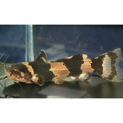 Микрогланис, сом арлекин (Microglanis iheringi) - 2,5-4см