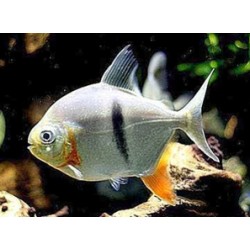 Милеус Шомбургка (Myleus schomburgkii) - 4-5см 