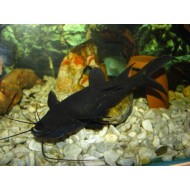 Мистус перевертыш (Mystus leucophasis) - 4см