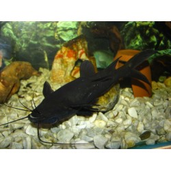 Мистус перевертыш (Mystus leucophasis) - 4см