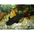 Мистус перевертыш (Mystus leucophasis) - 4см