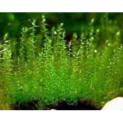 Мох Стринги (Stringy moss / Leptodictyum riparium) пучек  