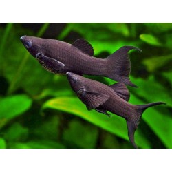 Моллинезия черная обычная, лирохвостая (Poecilia sphenops) - 4-4.5см