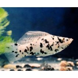 Моллинезия велифера ситцевая ряба (Poecilia sphenops) - 3-4см