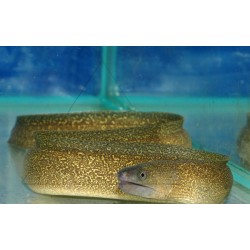 Мурена леопрадовая (Gymnothorax tile) - 25-30см 