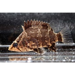 Нандус (Nandus nebulosus) - 5см