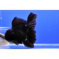 Оранда черная (Carassius auratus) - 10-11см