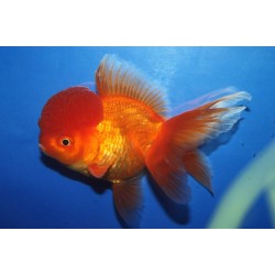 Оранда красная круглая тайская (Carassius auratus) - 5см