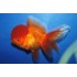 Оранда красная круглая тайская (Carassius auratus) - 5см