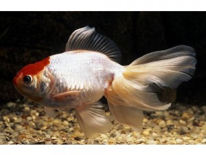 В продажу поступили:15/01/18